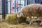 Sheep eating hay at animal exhibition, trade show - side view