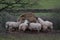 Sheep eating hay in a welsh farmers field