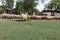 Sheep eating lambing lick pellets from metal steel food tables