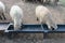 Sheep eating lambing lick pellets from metal steel food tables