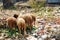 Sheep eating between piles of rubbish