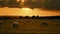 Sheep eating and walking on dike in sunset