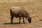 Sheep eats dry grass in the village farm