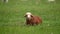 The sheep eats grass. A young sheep eats grass in a field. Sheep in the countryside. Farm animal in laing on the green