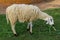 Sheep Eatting grass in emtry garden at thailand