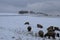 sheep in the Eifel snow