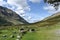 Sheep in Emmerdale valley near Black Sail hut