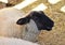 A sheep an enclosure eating hay on the farm. Australian Ram and sheeps. Concepts of Agriculture.