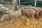 Sheep Enclosure Farm