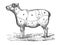 Sheep engraved illustration