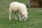 Sheep enjoy eatting in grazing on a green field