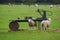 Sheep enjoying a good back scratch