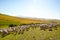 Sheep enjoying landscape of South Africa