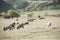 Sheep enjoying a quiet lunch in the bosom of nature. Xinjiang