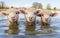 Sheep enjoying a refreshing bath in a puddle