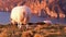 Sheep enjoying the sunset at the Slieve League cliffs in County Donegal, Ireland