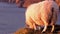 Sheep enjoying the sunset at the Slieve League cliffs in County Donegal, Ireland