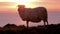 Sheep enjoying the sunset at the Slieve League cliffs in County Donegal, Ireland