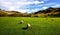 Sheep in the Eskdale Valley