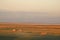 Sheep and evening mist in Lancashire coastal plain