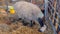 Sheep ewe licks her lamb after giving birth