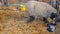 Sheep ewe licks her lamb after giving birth