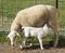 Sheep ewe nursing a young lamb