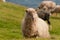 Sheep on the faer oer mykines cliffs