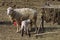 Sheep family in a farm. Lamb feeding