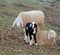 Sheep family with father mother and the little lamb