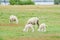 Sheep family graze fresh grass at yard farm