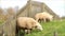 Sheep family grazing on a