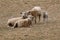Sheep Family Group