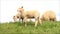 Sheep family with lambs walking on a