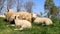 Sheep family lying on