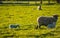 Sheep family in rural countryside, two lambs and their mother walking together grazing on grass, english farmland