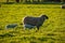 Sheep family in rural countryside, two lambs and their mother walking together grazing on grass, english farmland