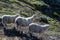 Sheep family on the top on Mount Hoven, Loen, Norway
