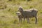 Sheep Family with Young Lamb