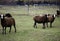 Sheep in farm