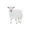 Sheep farm animal cattle icon, lamb livestock