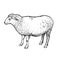 Sheep. Farm animal. Isolated realistic handmade drawing.