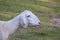 Sheep in the farm and eating the grass