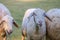 Sheep in the farm and eating the grass