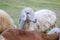 Sheep in the farm and eating the grass