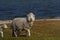 Sheep Farm - Falkland Islands