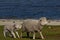 Sheep Farm - Falkland Islands