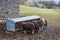 Sheep at a farm feeder near to Ribblehead Viaduct in the Yorkshire Dales