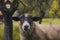 Sheep on the farm in the forest staring into camera. Autumn vibes and fall mood