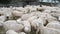 Sheep farm, herd outside bio organic wool farming